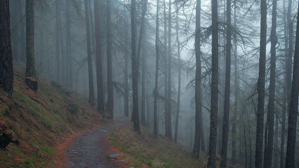Wilderness Voice